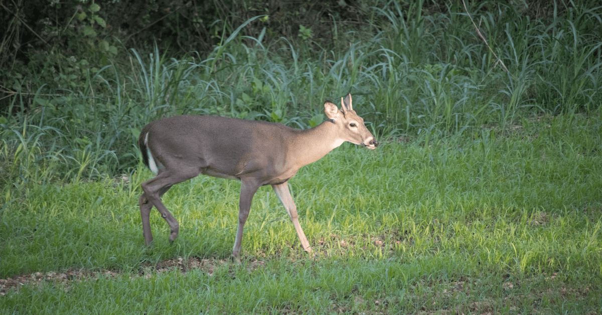 5 Trees That Deer Love
